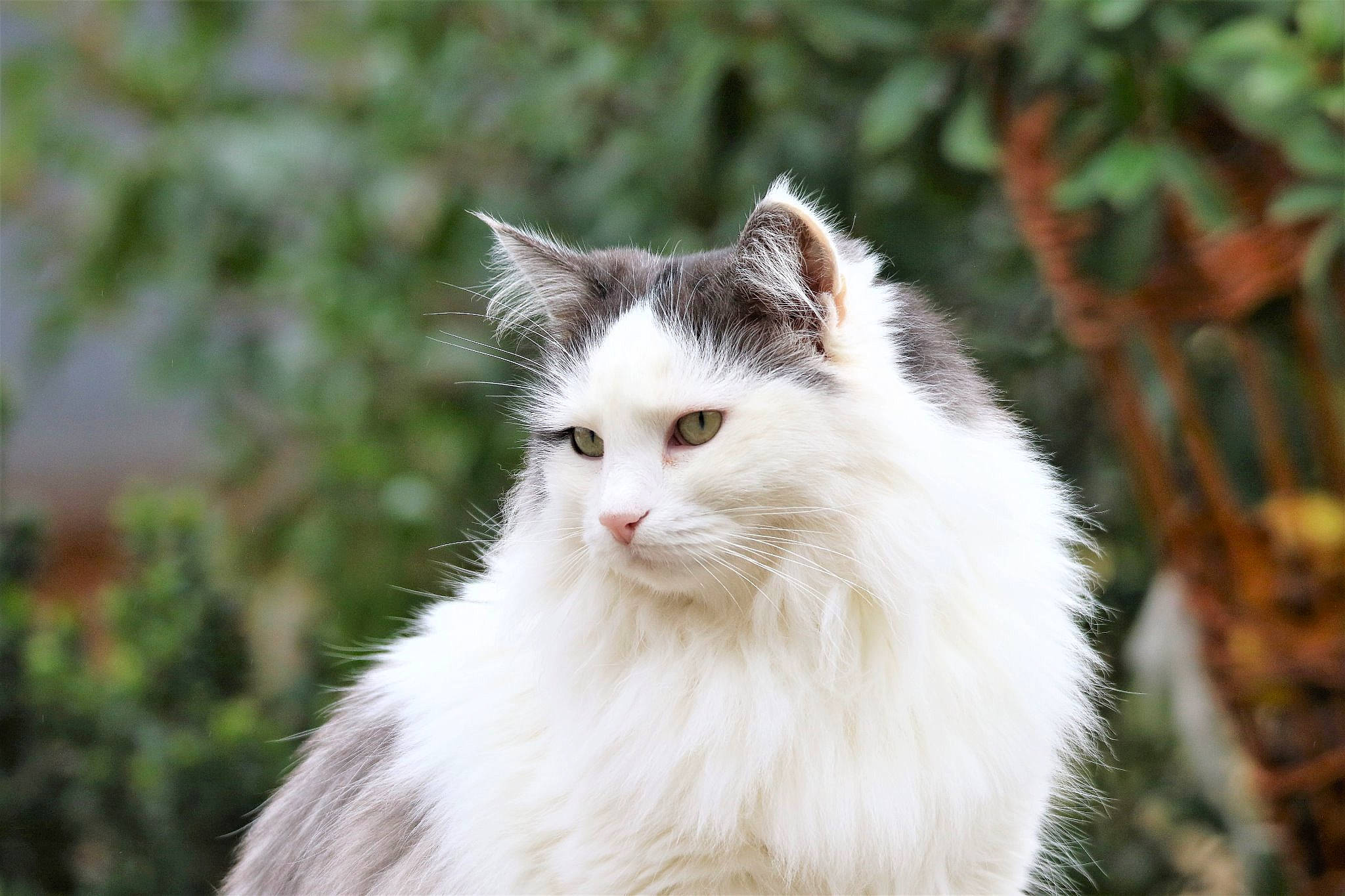 Gribouille a rejoint le concours — aidez-le/la à gagner de superbes lots ! american_curl, asian_semi_longhair, british_longhair, british_semi_longhair, carnivore, cat, domestic_long_haired_cat, eye, felidae, fur, mammal, norwegian_forest_cat, ragamuffin, ragdoll, siberian, small_to_medium_sized_cats, turkish_angora, turkish_van, vertebrate, whiskers