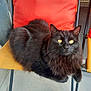 animal, black_cat, cat, chair, comfortable, curious, domestic_cat, feline, fluffy, fur, indoor, looking, orange_cushion, paw, pet, relaxed, resting, seat, whiskers, yellow_eyes