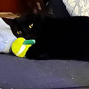Tickles joined the competition — help win amazing prizes! animal, black_cat, cat, close_up, couch, cozy, curious, dark, domestic_animal, fabric, feline, furniture, household, indoor, pet, playful, resting, toy, yellow_eyes, yellow_green_toy