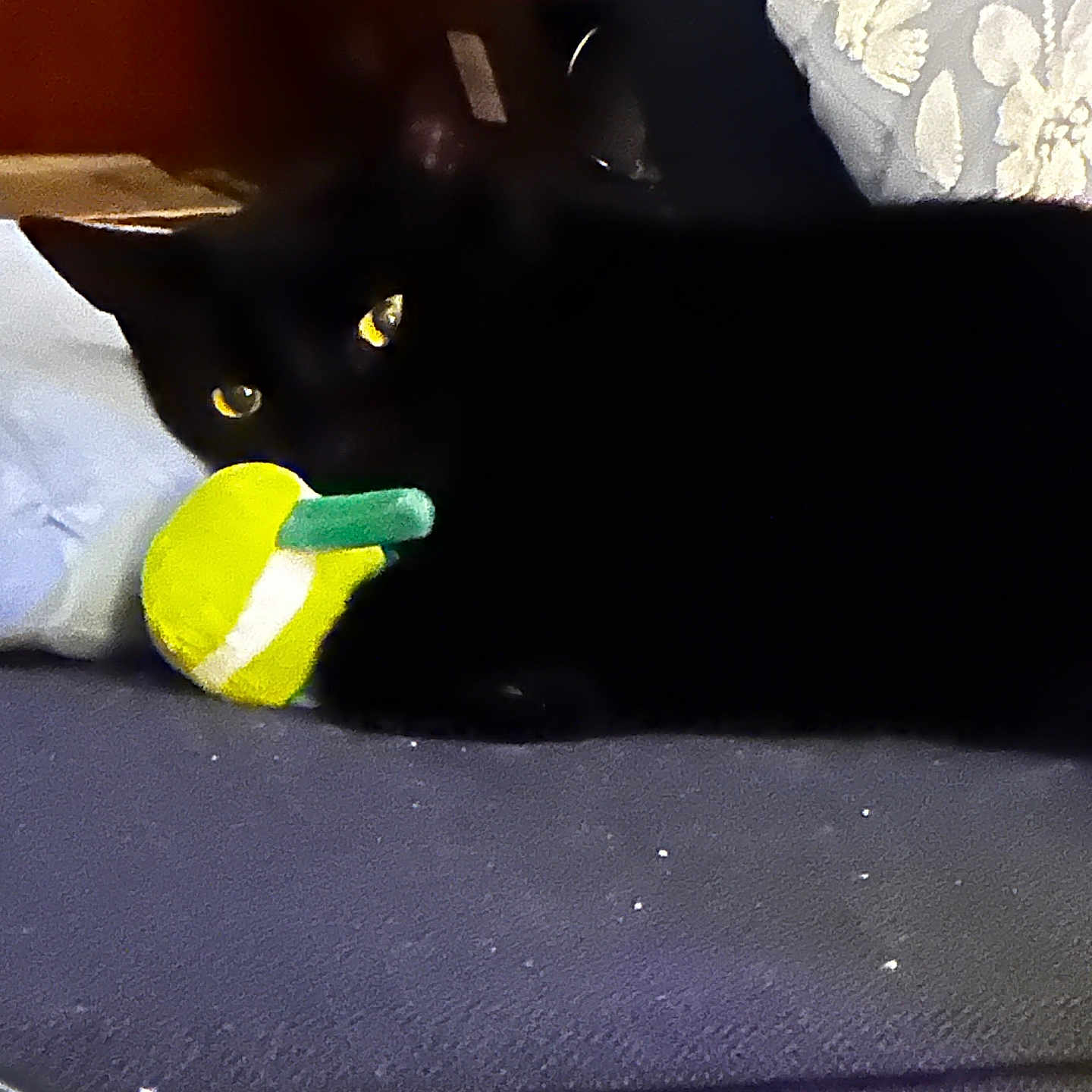 Tickles joined the competition — help win amazing prizes! animal, black_cat, cat, close_up, couch, cozy, curious, dark, domestic_animal, fabric, feline, furniture, household, indoor, pet, playful, resting, toy, yellow_eyes, yellow_green_toy
