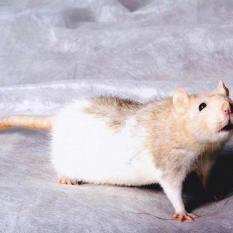 Guessie