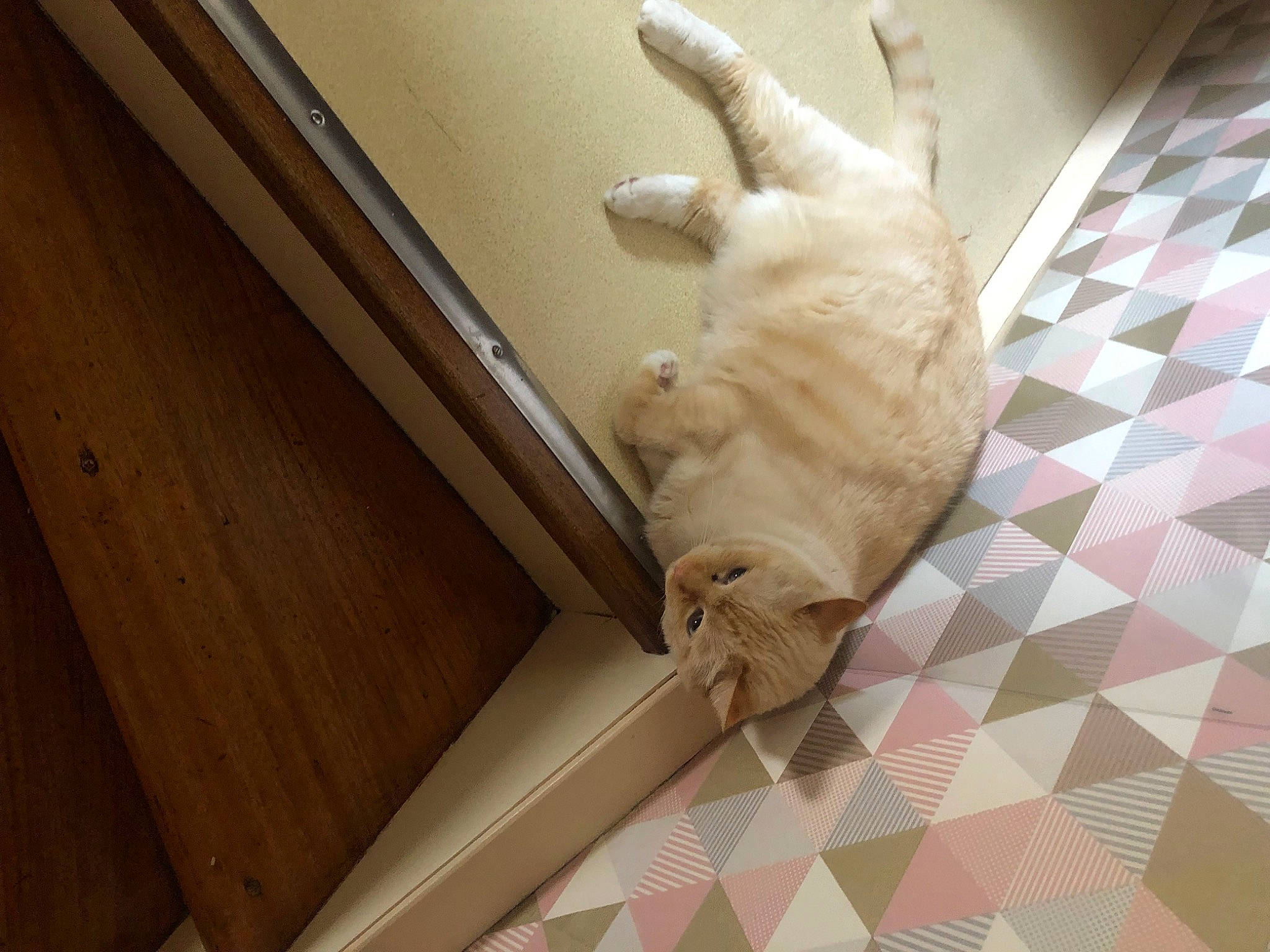 Chance a rejoint le concours — aidez-le/la à gagner de superbes lots ! canidae, carnivore, cat, comfort, companion_dog, dog_breed, fawn, felidae, floor, flooring, fur, hardwood, house, room, small_to_medium_sized_cats, snout, sporting_group, tail, whiskers, wood