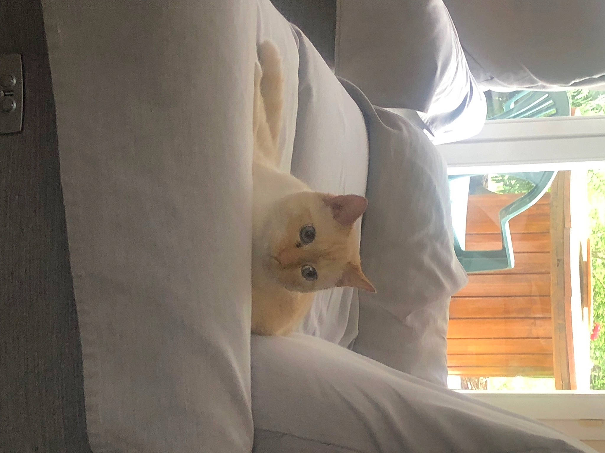 Chance participe au concours pour gagner de l'argent avec cette photo : bedding, carnivore, cat, ceiling, comfort, domestic_short_haired_cat, fawn, felidae, fur, hardwood, human_leg, interior_design, linens, paper, room, shade, small_to_medium_sized_cats, tail, whiskers, wood