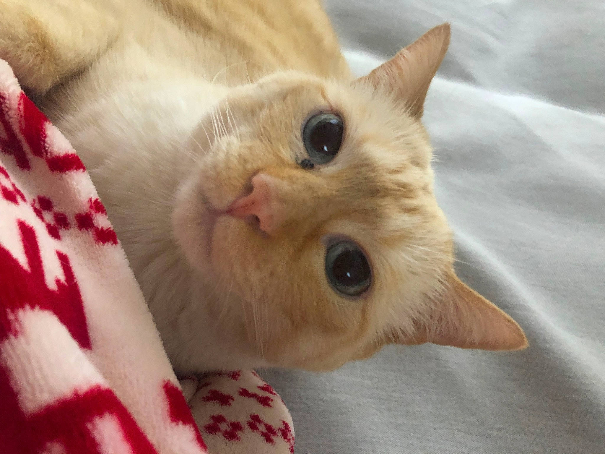 Chance participe au concours pour gagner de l'argent avec cette photo : canidae, carnivore, cat, claw, comfort, domestic_short_haired_cat, ear, fawn, felidae, fur, linens, pattern, paw, small_to_medium_sized_cats, snout, tail, whiskers