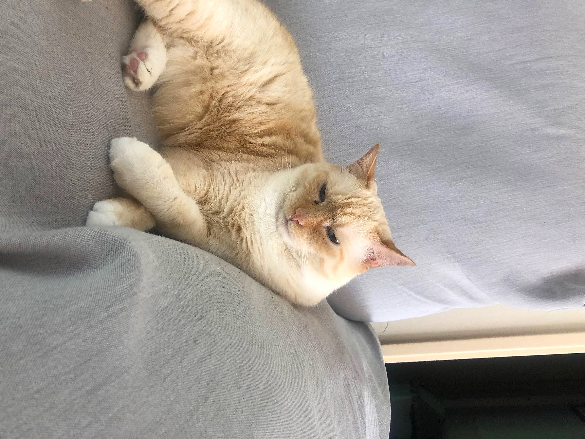 Chance a rejoint le concours — aidez-le/la à gagner de superbes lots ! bed, carnivore, cat, claw, comfort, couch, domestic_short_haired_cat, fawn, felidae, foot, fur, gesture, human_leg, linens, paw, small_to_medium_sized_cats, tail, terrestrial_animal, whiskers, wood