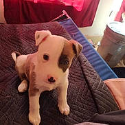 Yn Jr is registered to the contest to win money with this photo: puppy, dog, indoor, blanket, quilted, brown, white, cute, pet, young, animal, floor, curtain, red, face, ears, sitting, looking, household, cozy