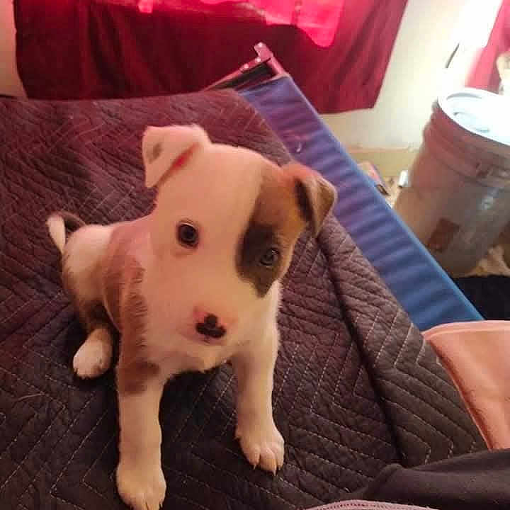 Yn Jr is registered to the contest to win money with this photo: animal, blanket, brown, cozy, curtain, cute, dog, ears, face, floor, household, indoor, looking, pet, puppy, quilted, red, sitting, white, young