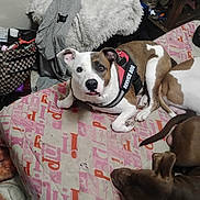 Yucknutts Lynch joined the competition — help win amazing prizes! animal, bag, brown_and_white_dog, brown_dog, casual, clothing, companion, curious_expression, dog, domestic, floor, furniture, household_items, indoor, mattress, messy_background, pet, relaxed, resting, service_dog