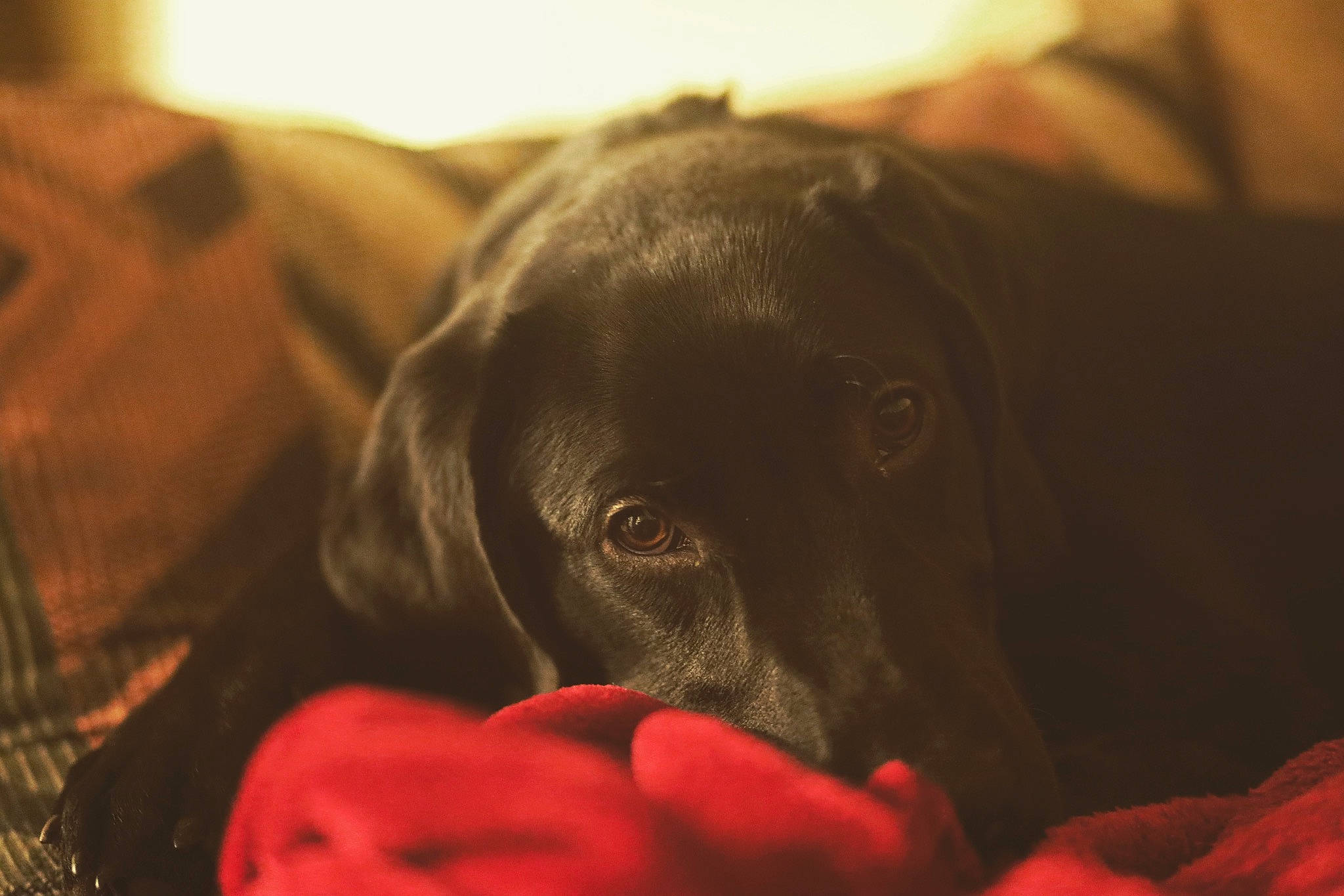 Thor joined the competition — help win amazing prizes! canidae, carnivore, dog, dog_breed, ear, labrador_retriever, nose, pointer, pointing_breed, puppy, retriever, snout, sporting_group, weimaraner