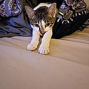 Gracie-Anne joined the competition — help win amazing prizes! cat, kitten, bed, blanket, sheet, paw, whiskers, eyes, fur, indoor, pet, domestic_cat, cozy, sleeping_area, lounging, portrait, bedding, patterned_fabric, relaxed, curious