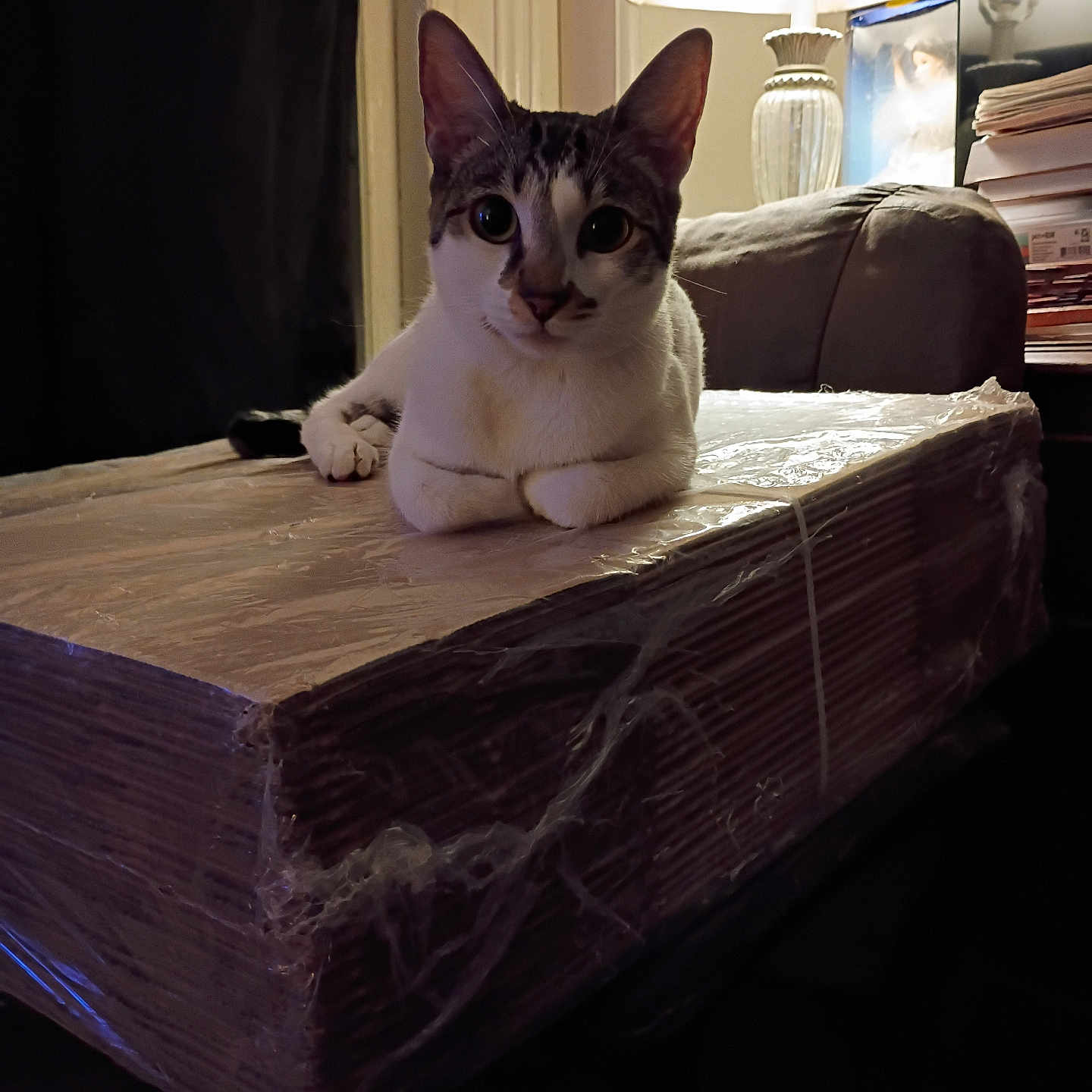 Gracie-Anne is registered to the contest to win money with this photo: cardboard_stack, cat, cat_face, couch, cozy, curious, domestic_cat, indoor, lamp, lamp_light, living_room, night_time, paws, pet, plastic_wrap, portrait, stack_of_paper, table, whiskers, white_and_tabby