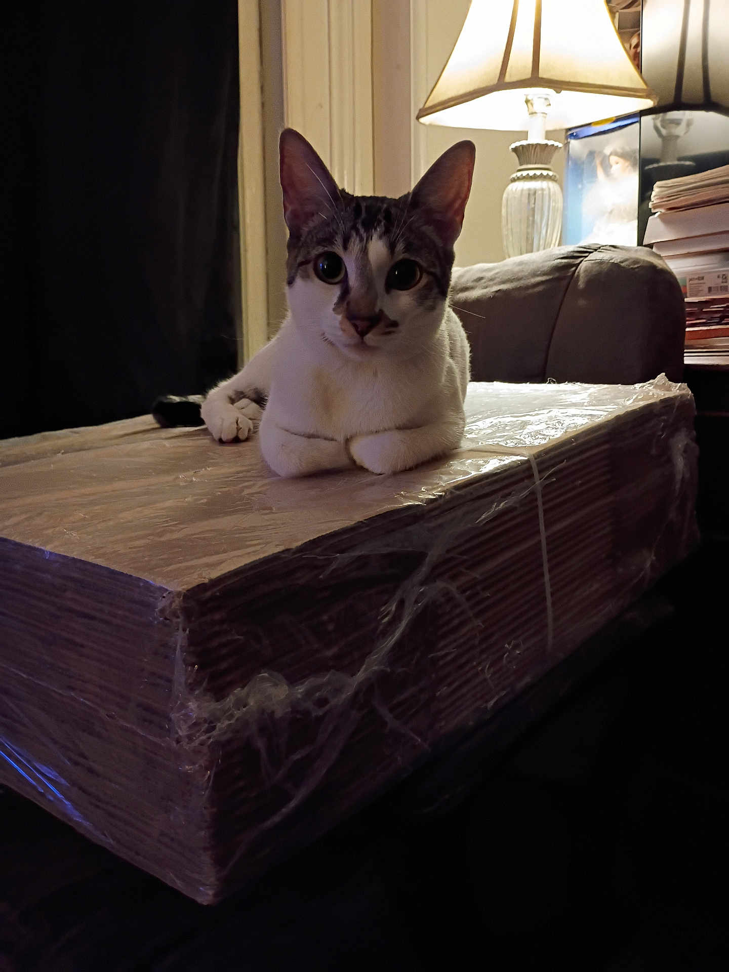 Gracie-Anne is registered to the contest to win money with this photo: cat, cat_face, pet, domestic_cat, white_and_tabby, lamp, table, couch, cardboard_stack, plastic_wrap, stack_of_paper, indoor, living_room, paws, whiskers, curious, lamp_light, portrait, night_time, cozy