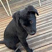 Orsu participe au concours pour gagner de l'argent avec cette photo : animal, black_fur, canine, companion, curious, dog, domestic_animal, ears, floor, fur, leash, legs, outdoor, pet, puppy, resting, sitting, tongue, wooden_deck, young_dog