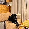 Orsu participe au concours pour gagner de l'argent avec cette photo : dog, black_dog, couch, sofa, living_room, lamp, wood_paneling, curtains, table, pillow, indoor, pet, furniture, cozy, relaxing, home_interior, canine, resting, domestic_animal, comfort