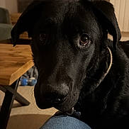 Orsu participe au concours pour gagner de l'argent avec cette photo : dog, black_dog, pet, indoor, cozy, jeans, knee, face, expression, animal, canine, looking, resting, home, living_room, furniture, wooden_table, carpet, collar, closeup