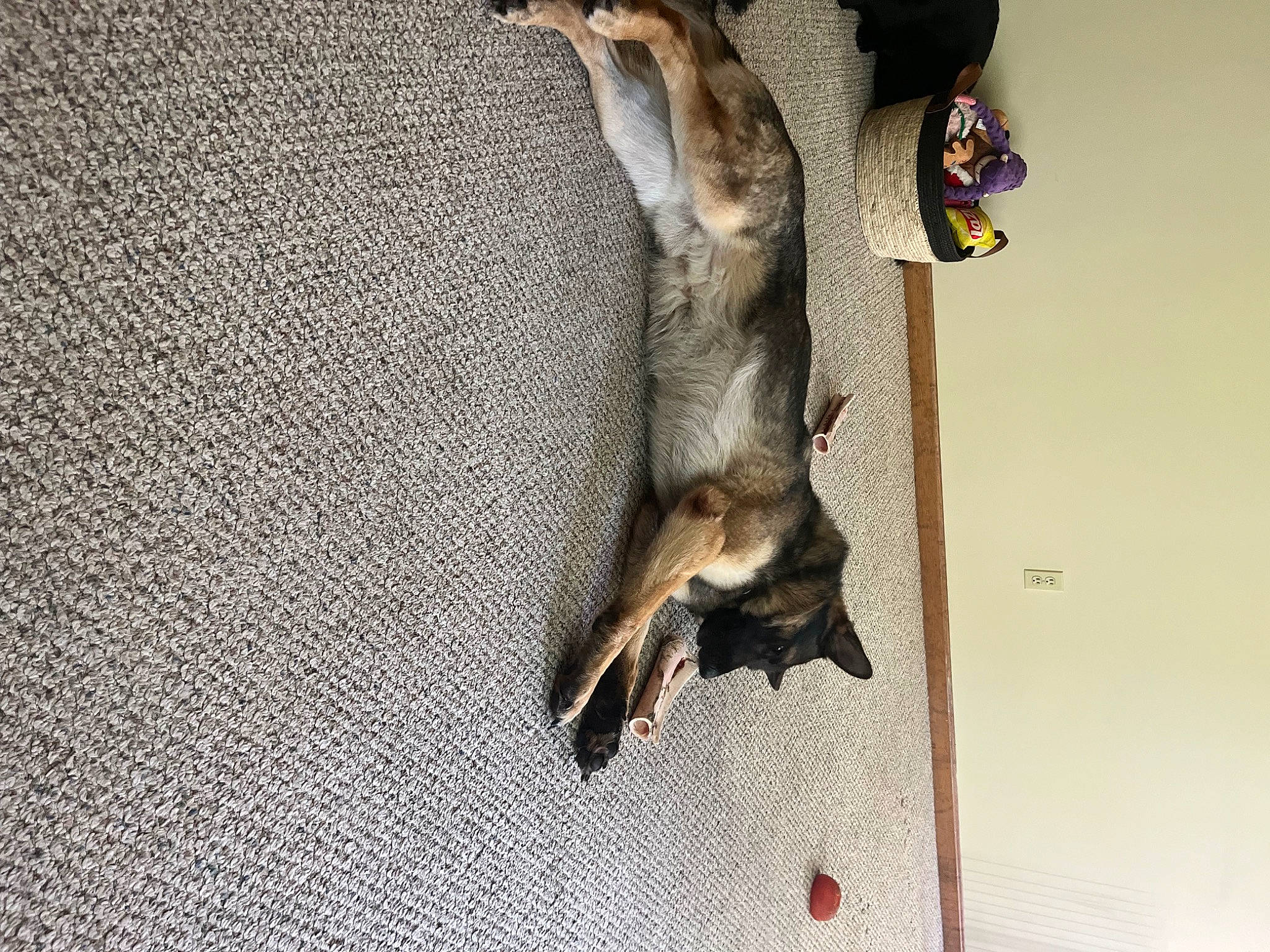 Drago joined the competition — help win amazing prizes! bat, canidae, carnivore, claw, dog_breed, fawn, felidae, fur, grey, pet_supply, plant, small_to_medium_sized_cats, snout, sporting_group, tail, tree, trunk, whiskers, wildlife, wood