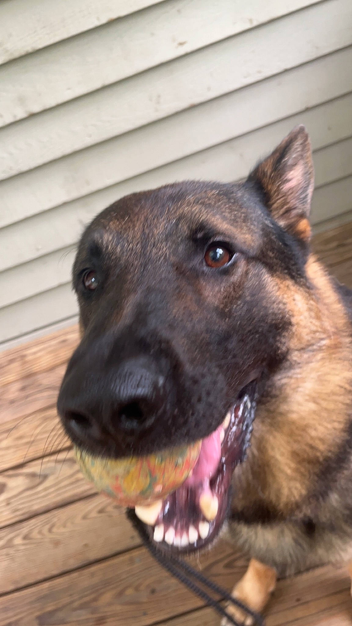 Drago is registered to the contest to win money with this photo: canidae, carnivore, collar, companion_dog, dog, dog_breed, dog_collar, east_european_shepherd, eye, fawn, fur, german_shepherd_dog, herding_dog, human_body, king_shepherd, old_german_shepherd_dog, pet_supply, sporting_group, whiskers, working_animal