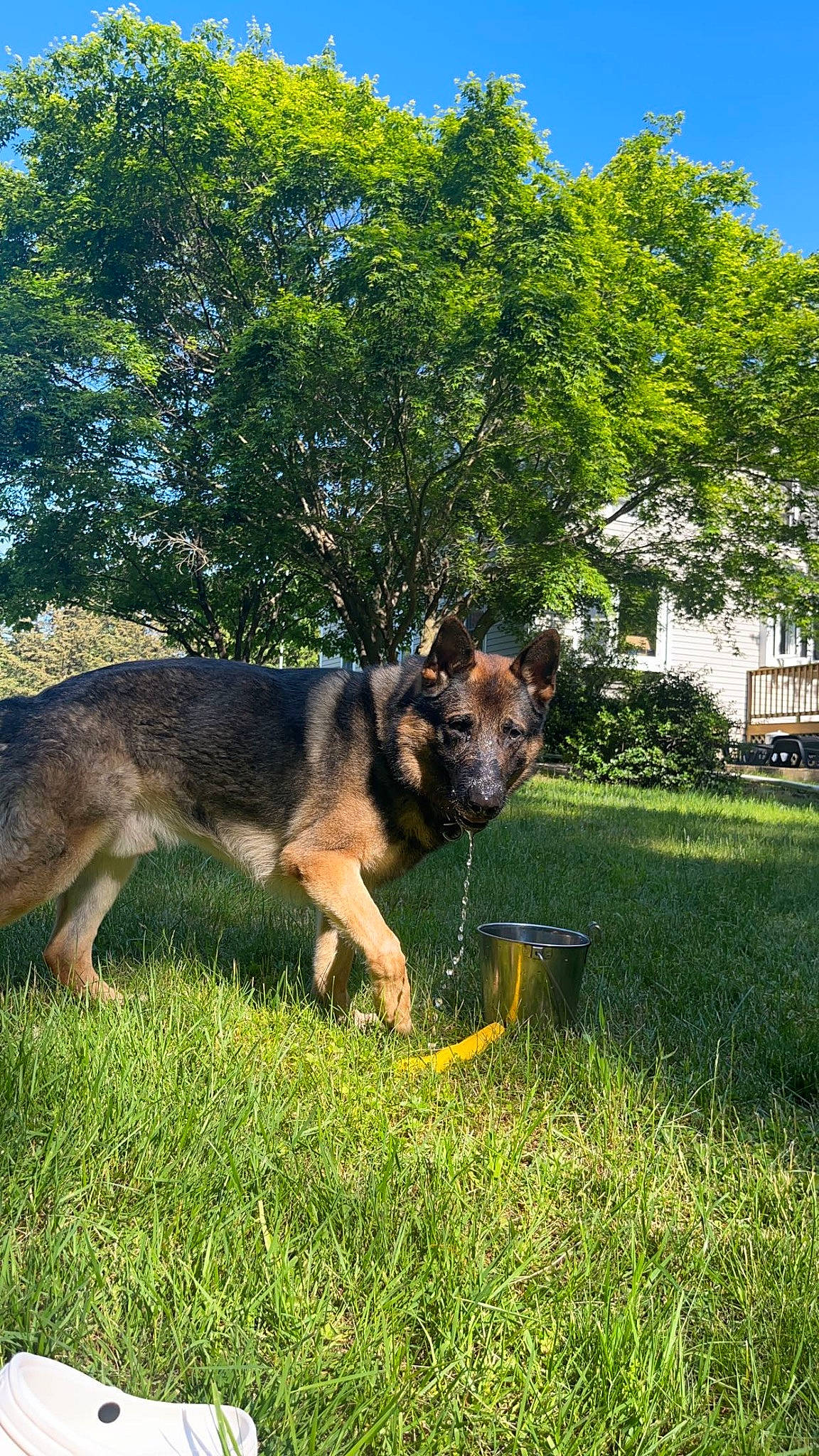 Drago is registered to the contest to win money with this photo: carnivore, companion_dog, dog, dog_breed, east_european_shepherd, fawn, german_shepherd_dog, grass, herding_dog, king_shepherd, lawn, old_german_shepherd_dog, plant, shrub, sky, snout, tail, tree, window, working_dog