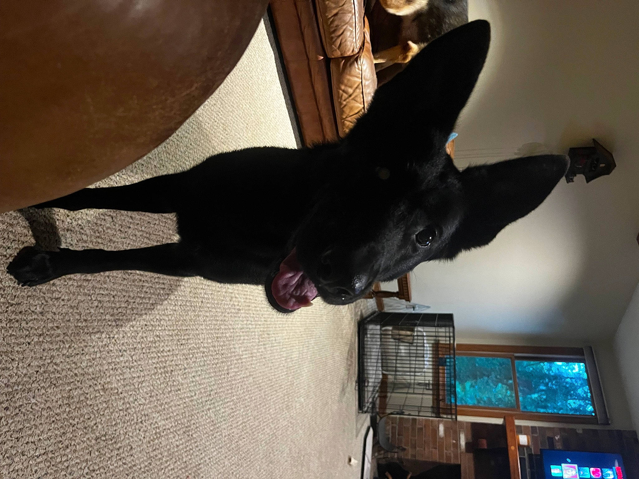 Dakota is registered to the contest to win money with this photo: canidae, carnivore, comfort, companion_dog, dog, dog_breed, ear, fawn, floor, flooring, gesture, guard_dog, hardwood, room, shadow, snout, sporting_group, tail, television, wood