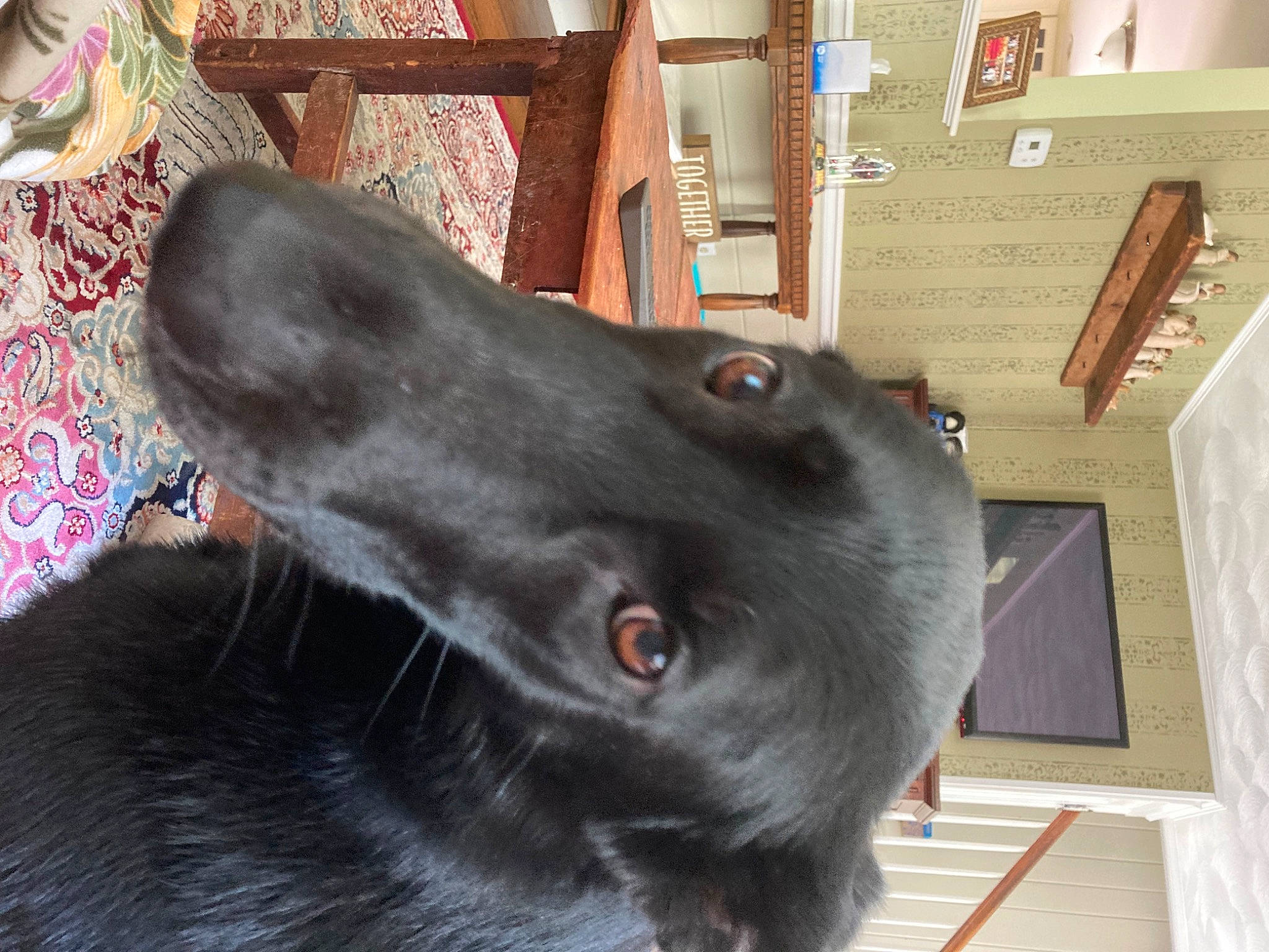 Dakota is registered to the contest to win money with this photo: borador, canidae, carnivore, collar, companion_dog, dog, dog_breed, dog_collar, ear, fur, guard_dog, gun_dog, liver, retriever, snout, sporting_group, whiskers, working_animal