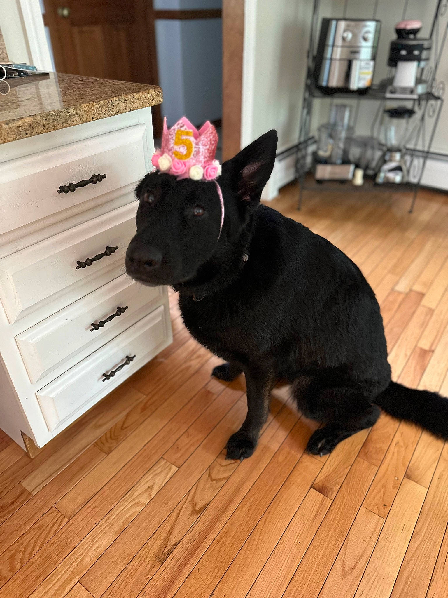 Dakota is registered to the contest to win money with this photo: cabinetry, carnivore, companion_dog, dog, dog_breed, fawn, floor, flooring, hardwood, home_appliance, kitchen_appliance, laminate_flooring, refrigerator, snout, tail, whiskers, wood, wood_flooring, wood_stain, working_animal