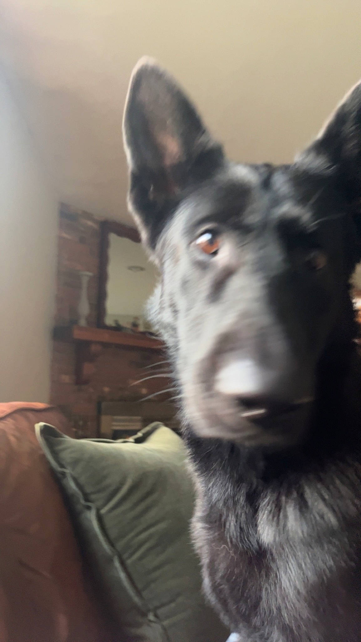 Dakota is registered to the contest to win money with this photo: canidae, carnivore, comfort, companion_dog, dog, dog_breed, ear, fur, grey, non_sporting_group, sporting_group, terrestrial_animal, whiskers, working_animal, working_dog