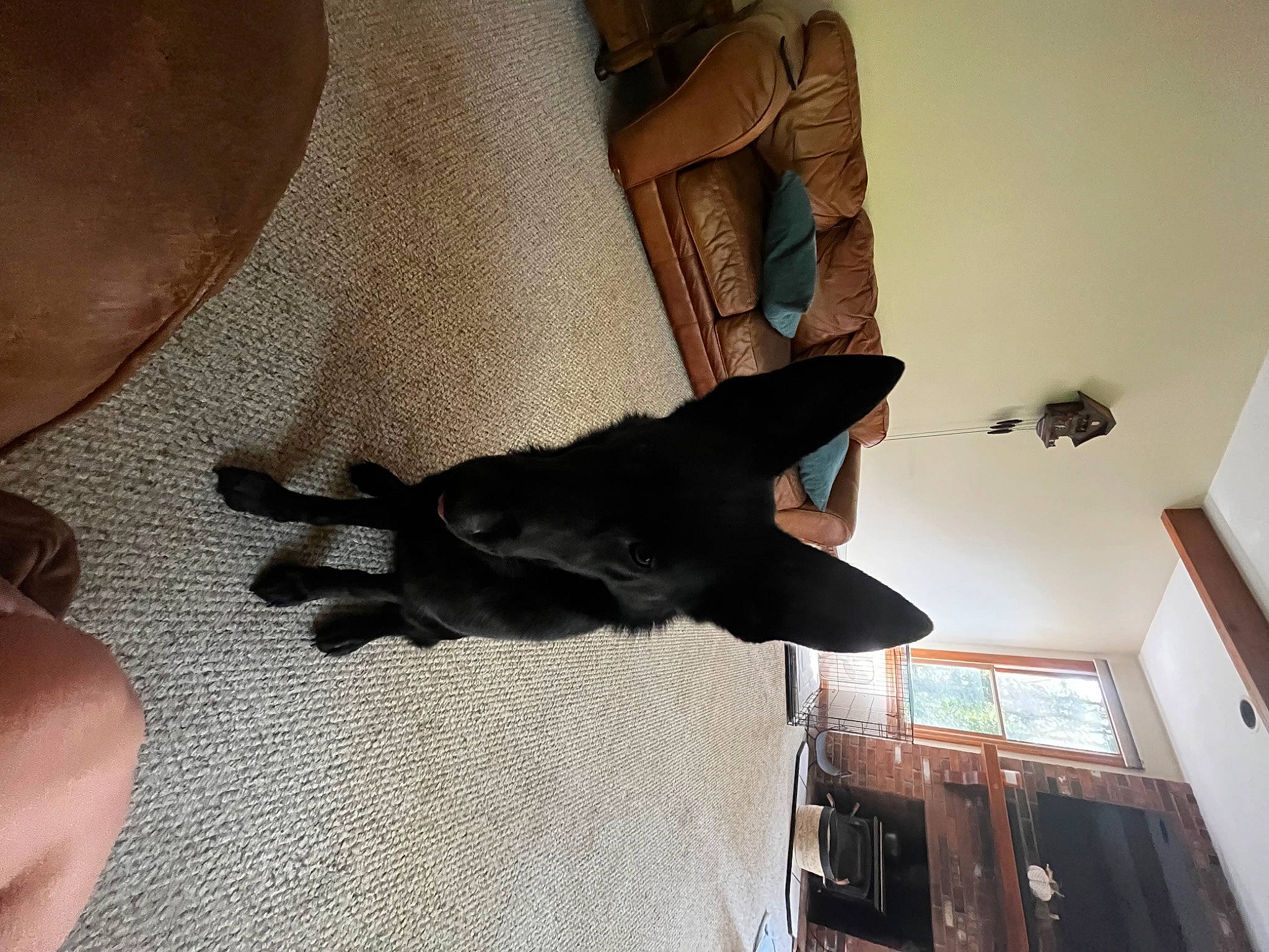 Dakota is registered to the contest to win money with this photo: canidae, carnivore, comfort, companion_dog, dog, dog_breed, fawn, floor, flooring, fur, gesture, guard_dog, hardwood, human_leg, sporting_group, tail, toy_dog, wood, working_animal, wrist