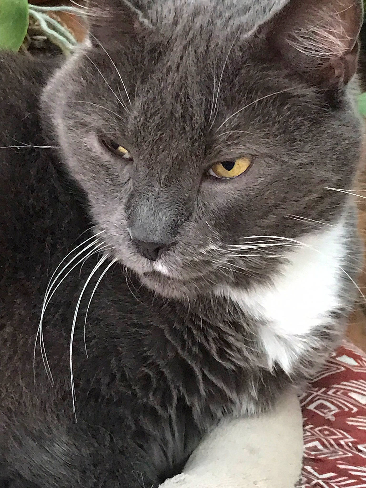 Pacha a rejoint le concours — aidez-le/la à gagner de superbes lots ! carnivore, cat, domestic_short_haired_cat, eye, felidae, fur, grey, paw, small_to_medium_sized_cats, snout, terrestrial_animal, whiskers, window