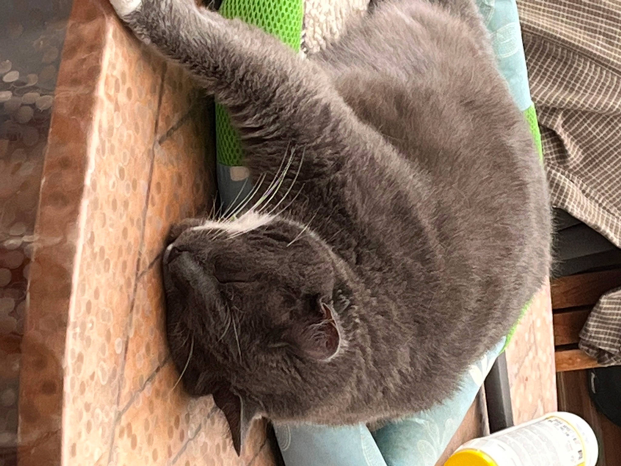 Pacha participe au concours pour gagner de l'argent avec cette photo : carnivore, cat, claw, comfort, domestic_short_haired_cat, fawn, felidae, fur, nap, plant, small_to_medium_sized_cats, snout, tail, whiskers, wood, wool