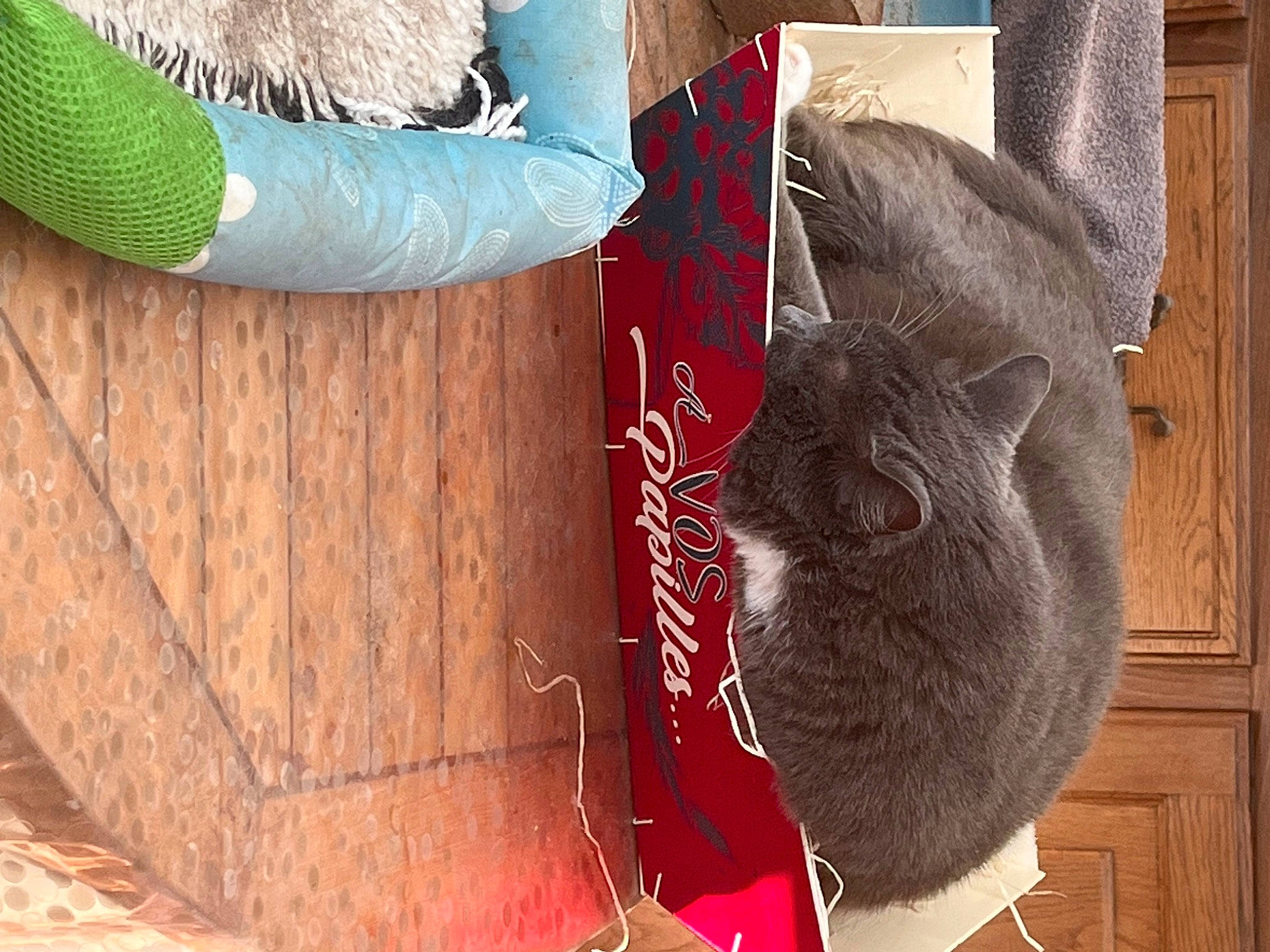 Pacha participe au concours pour gagner de l'argent avec cette photo : carmine, carnivore, cat, cat_supply, domestic_short_haired_cat, felidae, fur, hardwood, human_leg, natural_material, small_to_medium_sized_cats, tail, textile, thread, tree, vertebrate, whiskers, window, wood, wool