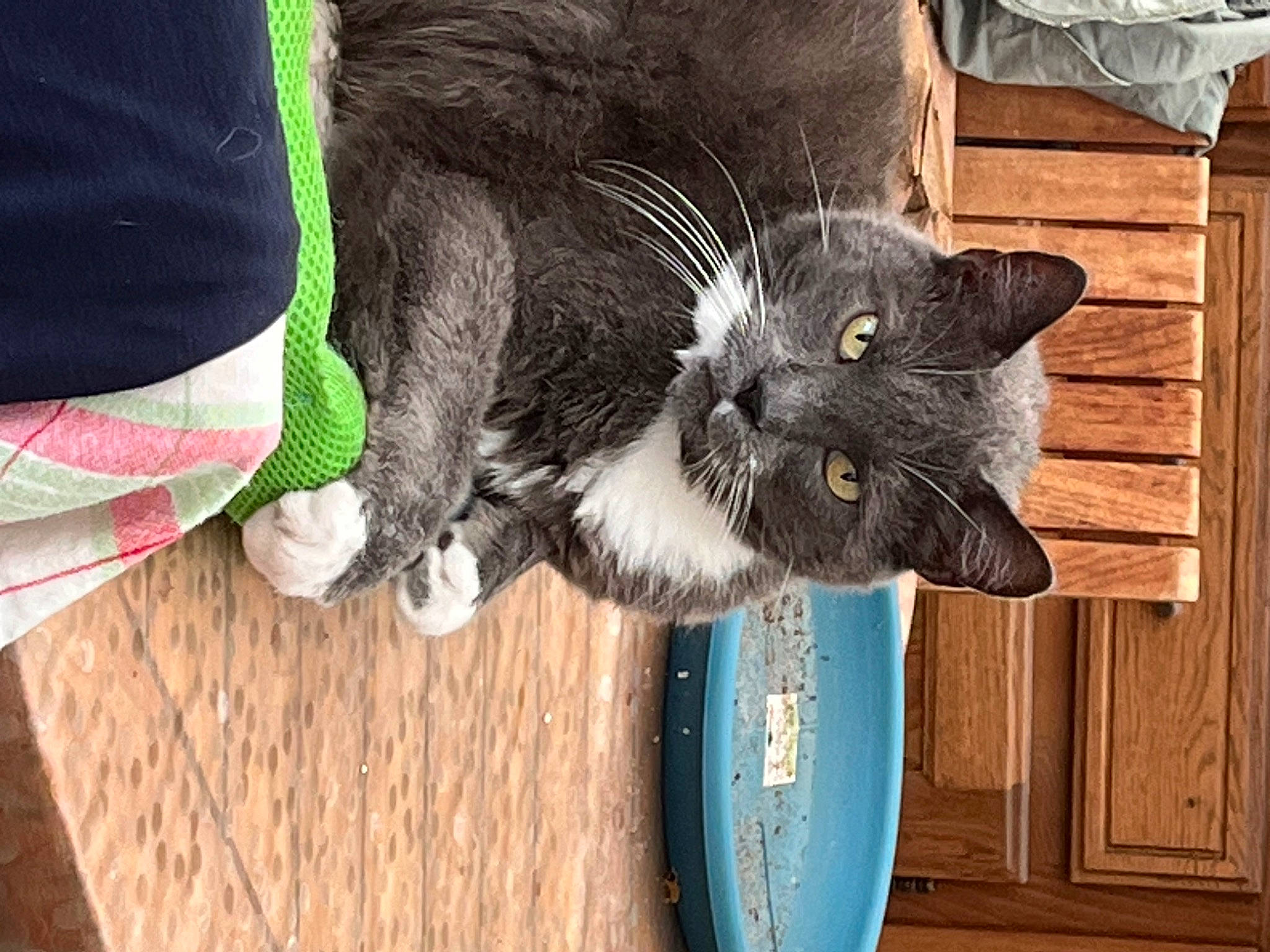 Pacha a rejoint le concours — aidez-le/la à gagner de superbes lots ! black_cat, carnivore, cat, claw, collar, comfort, domestic_short_haired_cat, felidae, flooring, fur, grass, grey, hardwood, small_to_medium_sized_cats, snout, tableware, tail, whiskers, wood, wood_stain
