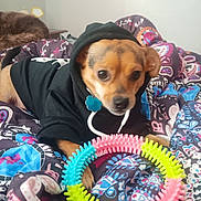 Chewy is registered to the contest to win money with this photo: dog, puppy, black_hoodie, toy, spiky_ring, bed, blanket, patterned_blanket, indoor, pet, animal, cute, small_dog, playing, colorful, fur, paw, collar, looking, resting