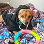 dog, puppy, black_hoodie, toy, spiky_ring, bed, blanket, patterned_blanket, indoor, pet, animal, cute, small_dog, playing, colorful, fur, paw, collar, looking, resting