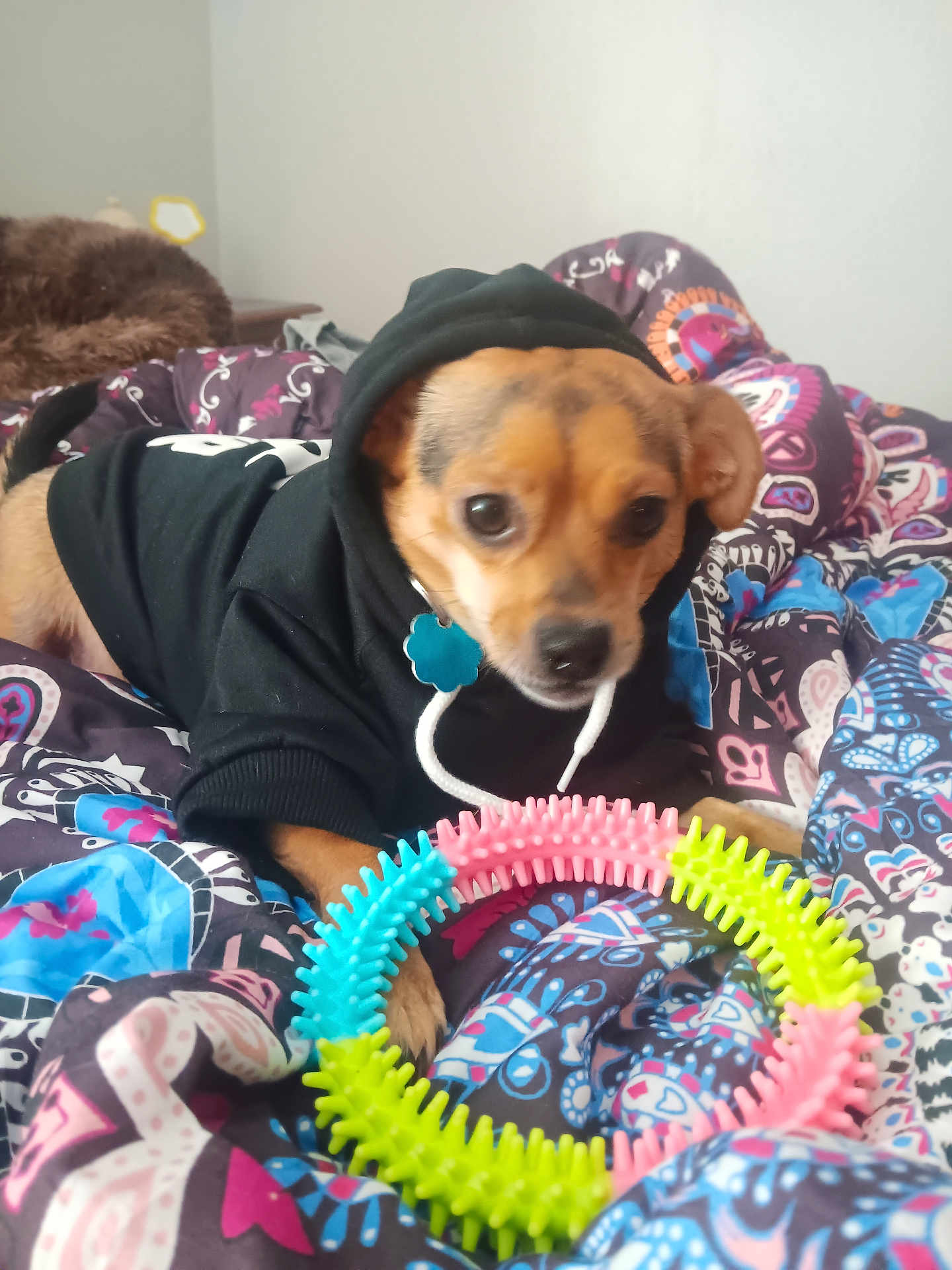 Chewy is registered to the contest to win money with this photo: dog, puppy, black_hoodie, toy, spiky_ring, bed, blanket, patterned_blanket, indoor, pet, animal, cute, small_dog, playing, colorful, fur, paw, collar, looking, resting