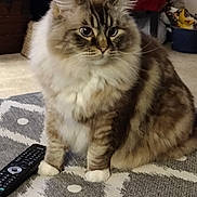 Chunk Chunk is registered to the contest to win money with this photo: animal, blue_eyes, carpet, cat, chair, cozy, cute, domestic_animal, fluffy, fur, furniture, home, indoor, living_room, pet, plush_toys, remote_control, sitting, tabby, whiskers