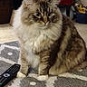 animal, blue_eyes, carpet, cat, chair, cozy, cute, domestic_animal, fluffy, fur, furniture, home, indoor, living_room, pet, plush_toys, remote_control, sitting, tabby, whiskers