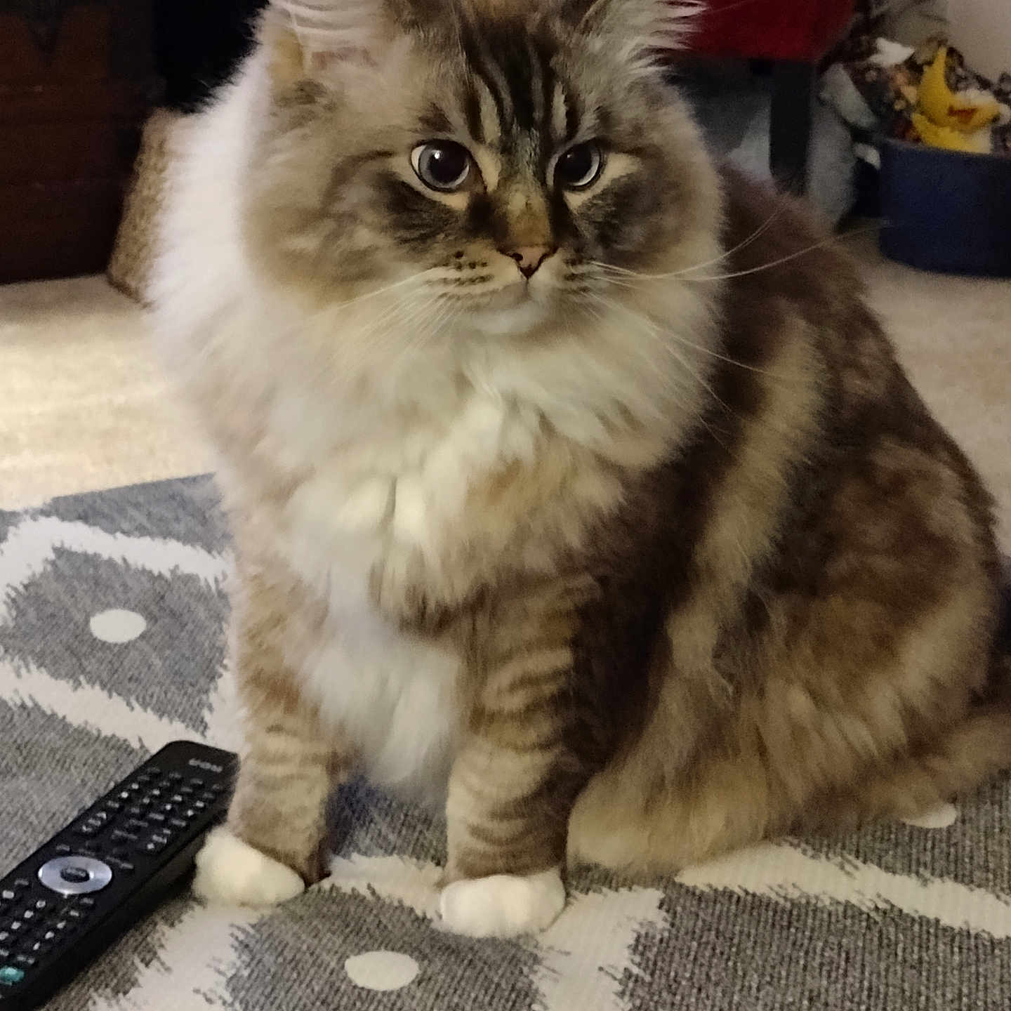 Chunk Chunk is registered to the contest to win money with this photo: animal, blue_eyes, carpet, cat, chair, cozy, cute, domestic_animal, fluffy, fur, furniture, home, indoor, living_room, pet, plush_toys, remote_control, sitting, tabby, whiskers