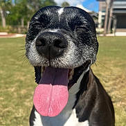 Thor joined the competition — help win amazing prizes! black_and_white_coat, blue_sky, building, canine, close_up, day_time, dog, eyes_closed, grass, happy, nose, outdoor, park, pet, portrait, sitting, smiling, sunny, tongue_out, whiskers