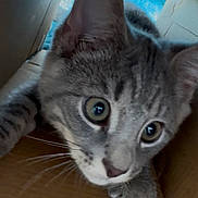 Bentley joined the competition — help win amazing prizes! cat, gray_tabby, close_up, curious, wide_eyes, whiskers, cardboard_box, indoor, pet, feline, playful, young_cat, exploring, cute, animal, soft_fur, paw, nose, ears, mischievous