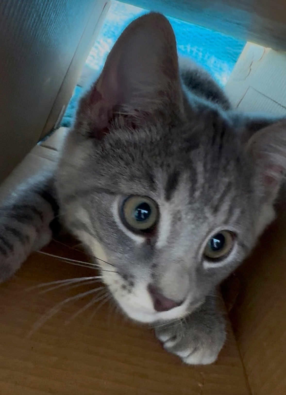 Bentley joined the competition — help win amazing prizes! cat, gray_tabby, close_up, curious, wide_eyes, whiskers, cardboard_box, indoor, pet, feline, playful, young_cat, exploring, cute, animal, soft_fur, paw, nose, ears, mischievous