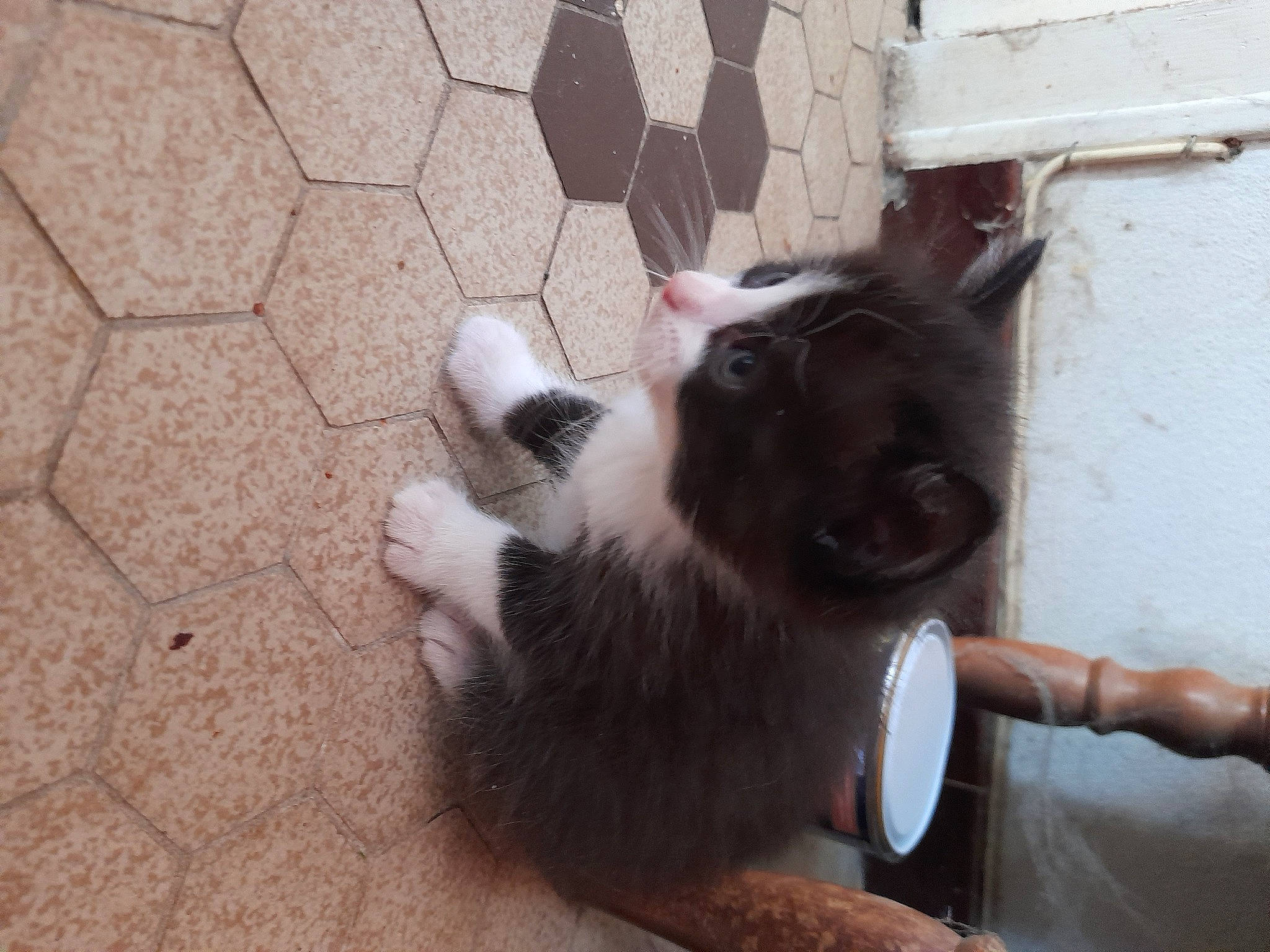 Bb Chat a rejoint le concours — aidez-le/la à gagner de superbes lots ! canidae, carnivore, cat, claw, companion_dog, dog_breed, domestic_short_haired_cat, fawn, felidae, flooring, fur, human_leg, paw, road_surface, small_to_medium_sized_cats, sporting_group, tail, terrestrial_animal, whiskers