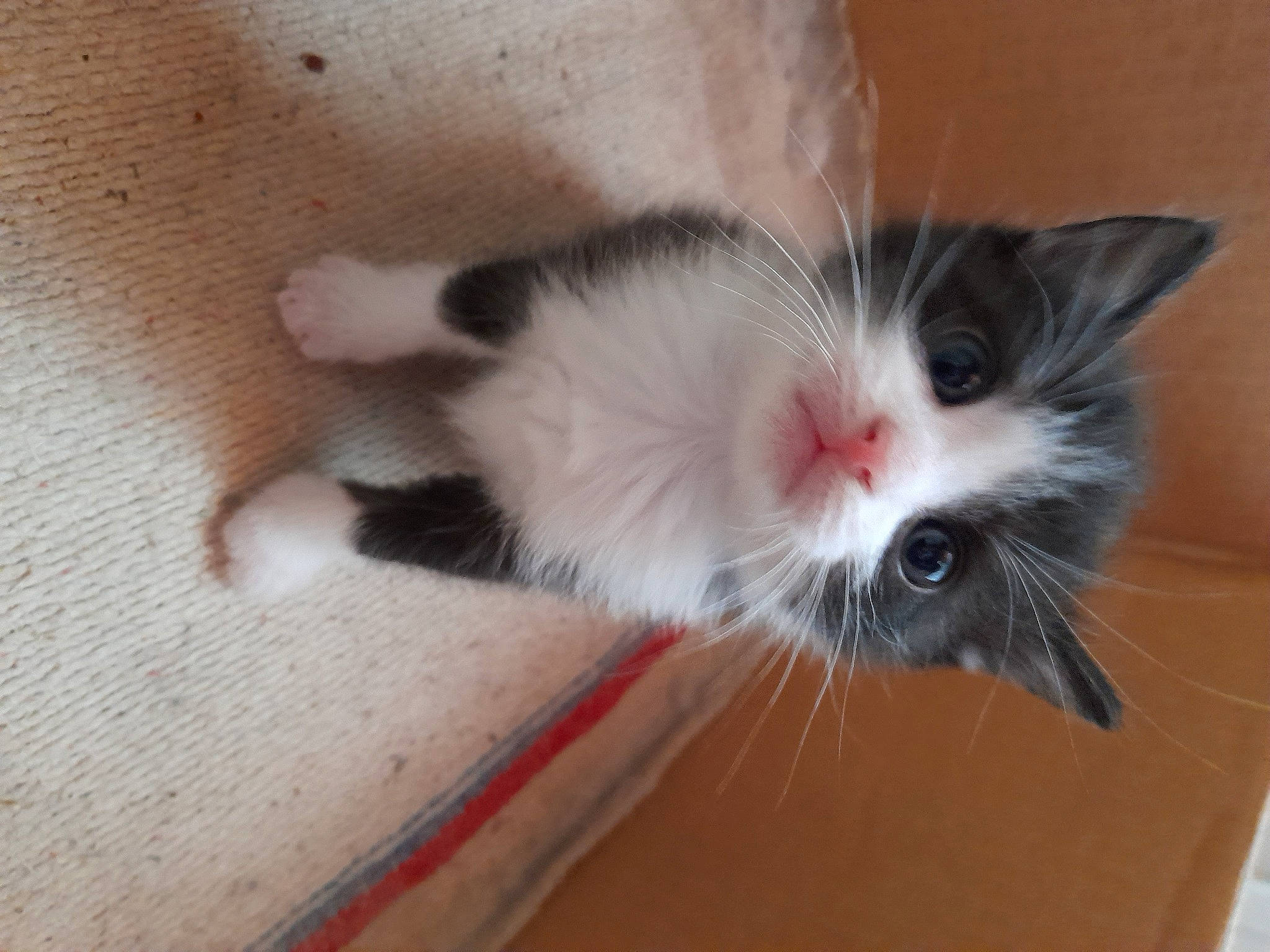 Bb Chat a rejoint le concours — aidez-le/la à gagner de superbes lots ! carnivore, cat, claw, domestic_short_haired_cat, fawn, felidae, flooring, foot, fruit, fur, hardwood, paw, small_to_medium_sized_cats, tail, whiskers, wood