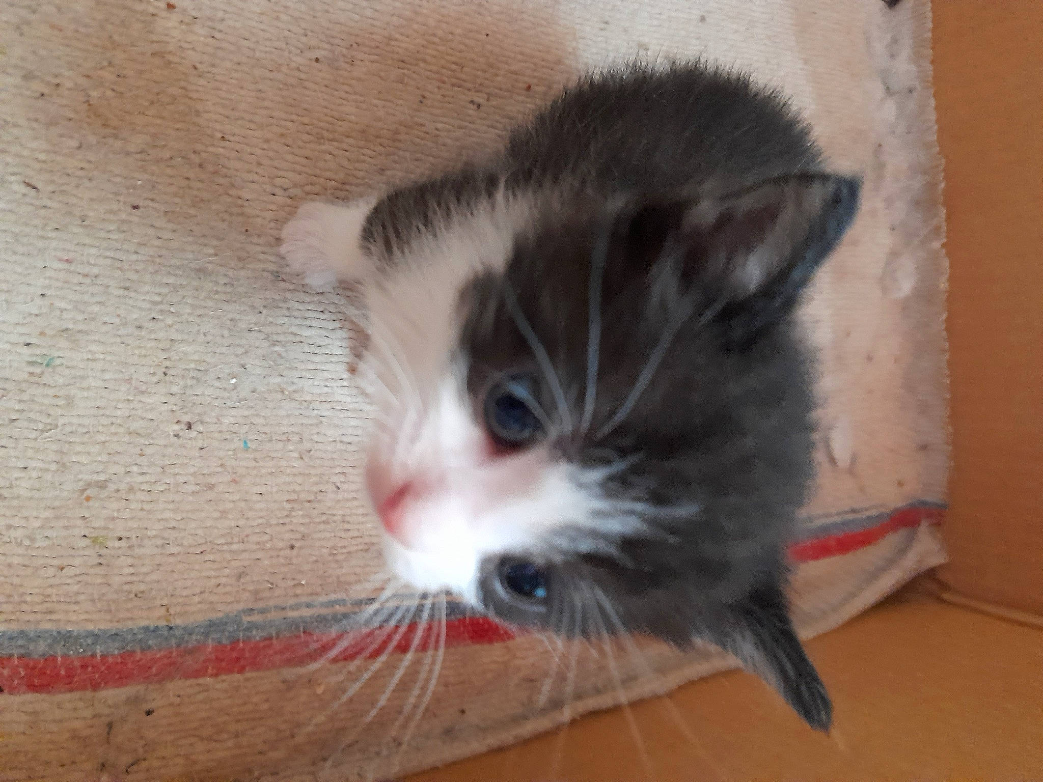 Bb Chat a rejoint le concours — aidez-le/la à gagner de superbes lots ! box, carnivore, cat, domestic_short_haired_cat, felidae, flooring, fur, hardwood, small_to_medium_sized_cats, snout, tail, whiskers, wood