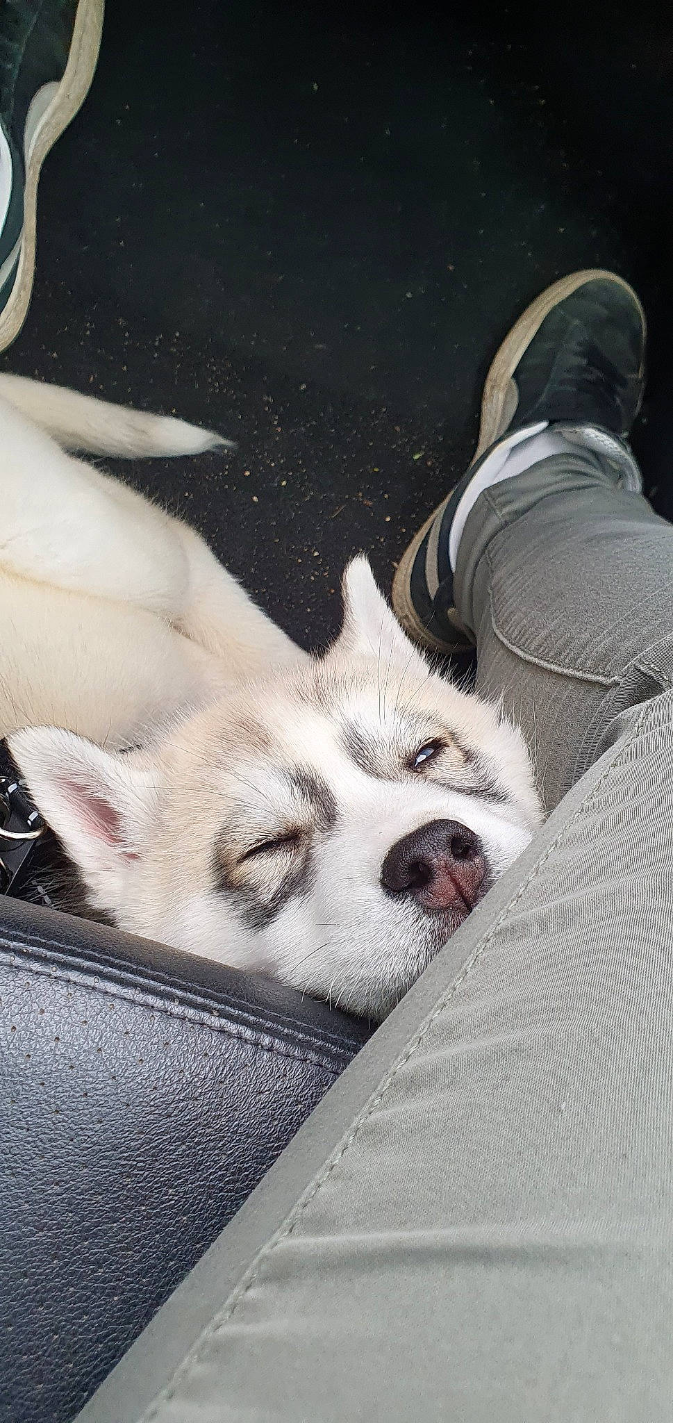 Sheyko participe au concours pour gagner de l'argent avec cette photo : canidae, carnivore, dog, dog_breed, ear, mammal, miniature_siberian_husky, non_sporting_group, northern_inuit_dog, nose, puppy, rare_breed_dog, siberian_husky, sled_dog, snout, wolfdog, working_dog