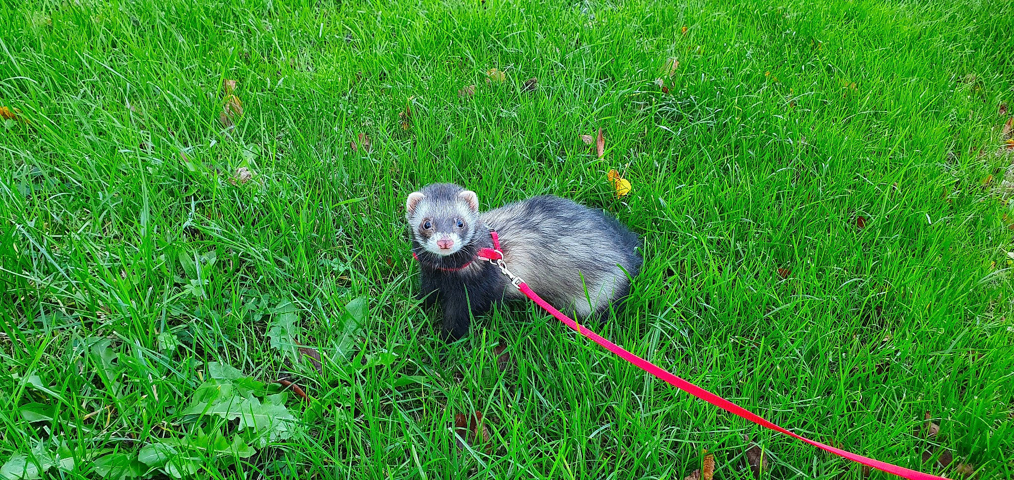 Lucky participe au concours pour gagner de l'argent avec cette photo : canidae, carnivore, dog, dog_breed, grass, mammal, plant, puppy, sporting_group, vertebrate