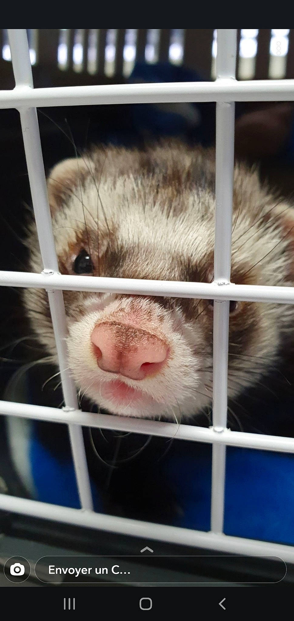 Lucky participe au concours pour gagner de l'argent avec cette photo : animal_shelter, cage, carnivore, ear, ferret, fur, mink, mustelidae, mustelinae, nose, puppy, snout, whiskers