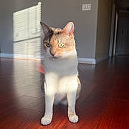 Honey is registered to the contest to win money with this photo: animal, calm, cat, domestic_cat, ears, eyes, feline, flooring, fur, home, indoor, light, pet, portrait, quiet, shadow, sitting, sunlight, whiskers, wooden_floor