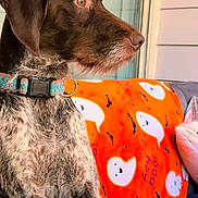 Daisy is registered to the contest to win money with this photo: blanket, brown_dog, calm, collar, couch, dog, halloween, home, indoors, long_legs, lounging, orange_blanket, pet, portrait, profile, relaxed, scruffy_fur, sitting, window, wirehaired_dog