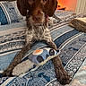 Daisy joined the competition — help win amazing prizes! animal, beard, bed, bedroom, bedspread, brown_fur, cozy, dark_eyes, dog, floppy_ears, front_view, home_interior, indoors, long_snout, patterned_bedding, pet, plush_toy, portrait, sitting, wirehaired_dog