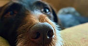 Daisy is registered to the contest to win money with this photo: animal, black_fur, brown_fur, canine, close_up, couch, cozy, cushion, dog, floppy_ears, funny, home, indoor, nose, pet, portrait, resting, sleepy, snout, sofa